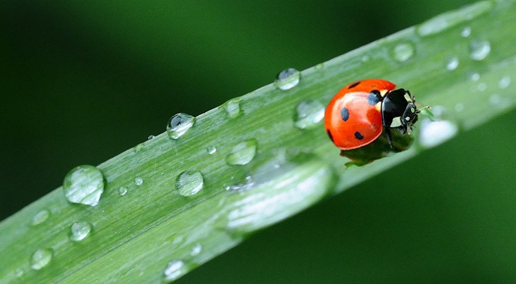 Why the Ladybird?